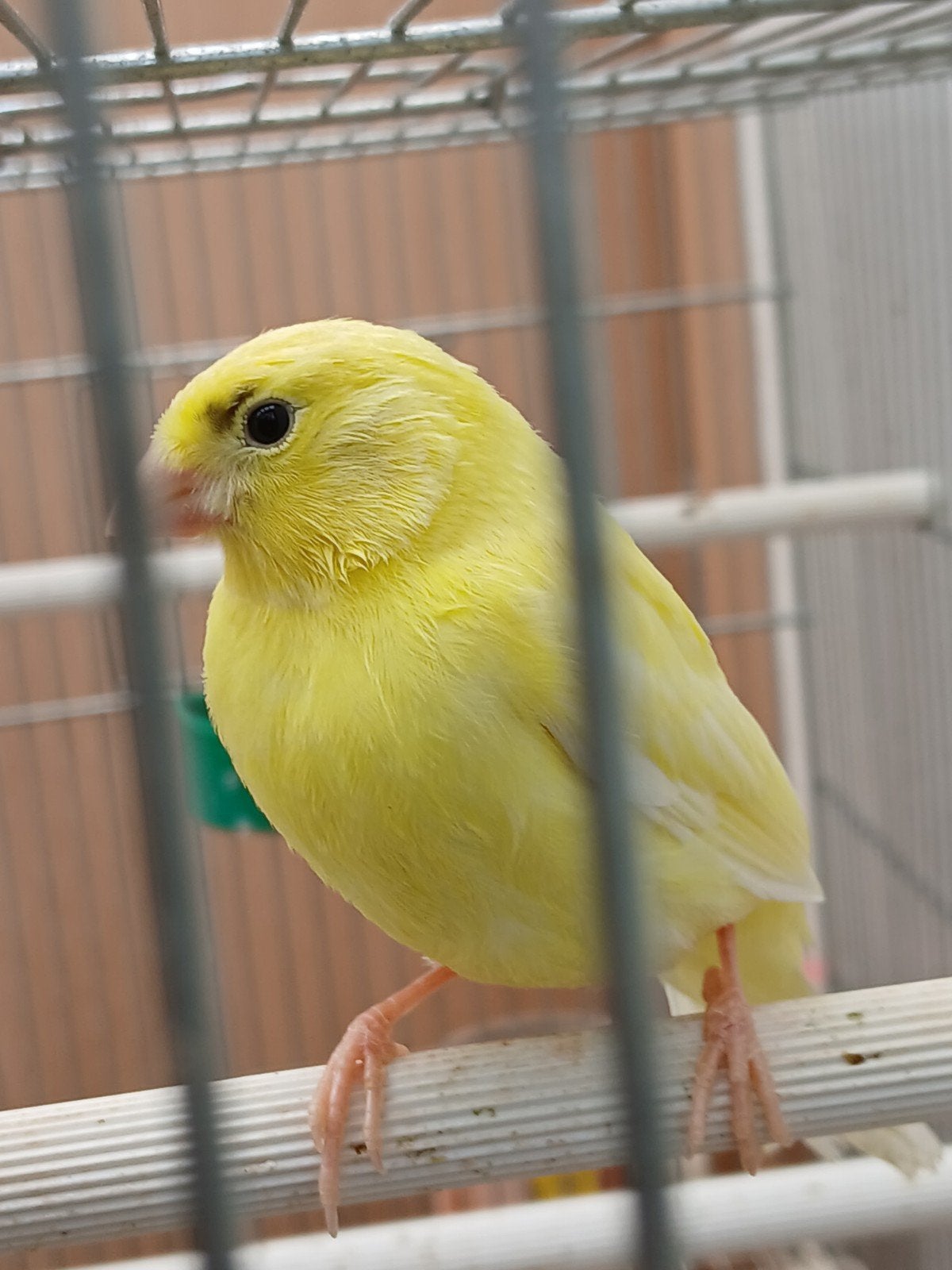 Jonge kanaries, Animaux & Accessoires, Oiseaux | Canaris