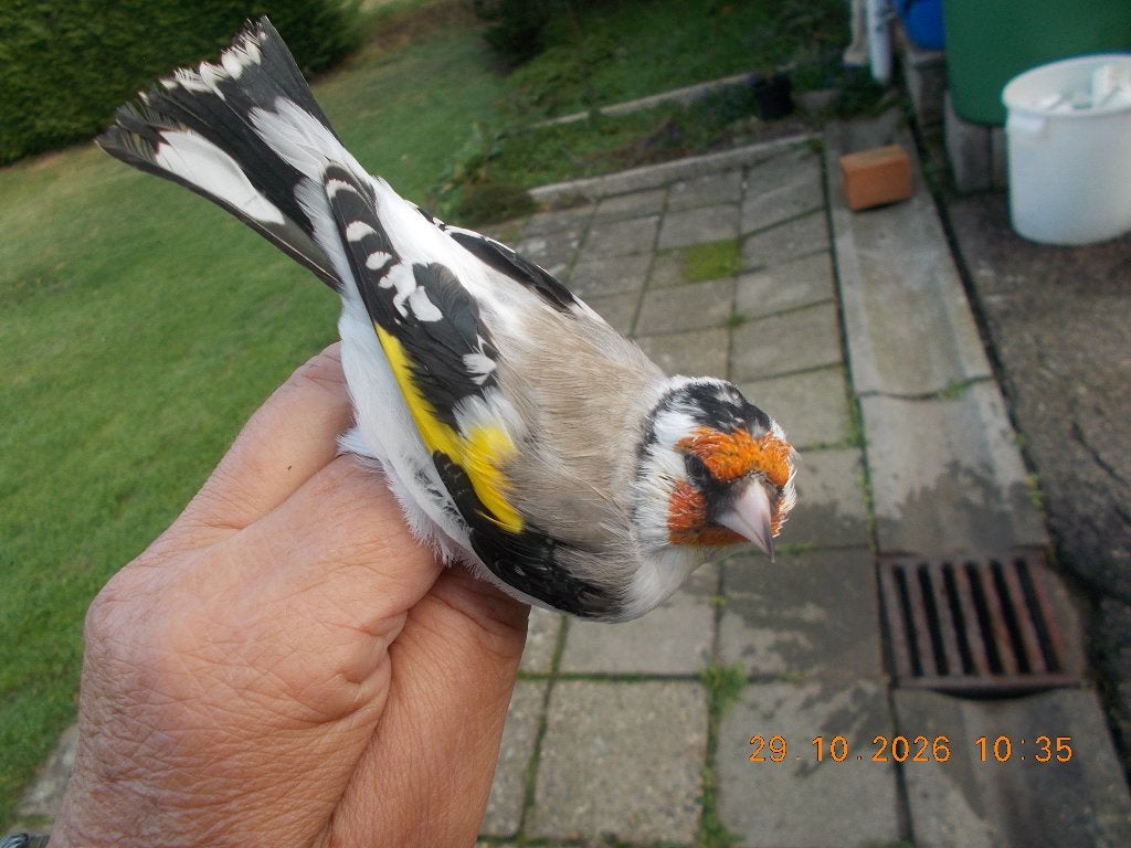 agaat putter ?, Dieren en Toebehoren