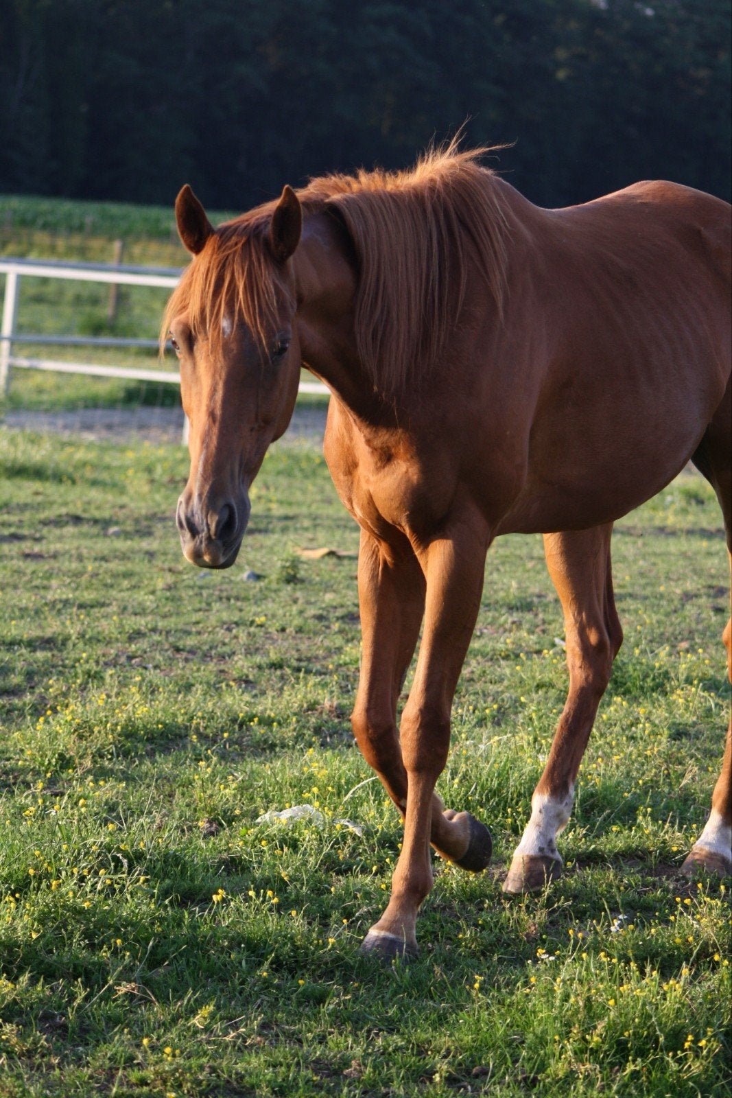Lieve 7-jarige vosruin van 1m57, Ruin