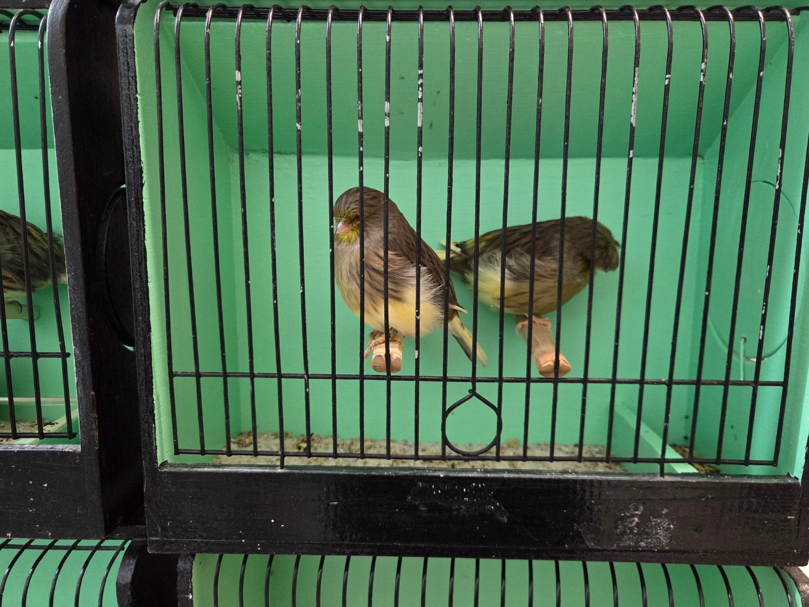 glosters, Animaux & Accessoires