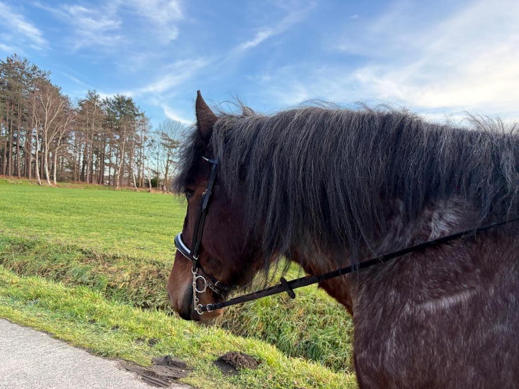 Belgisch trekpaard Joep, Dieren en Toebehoren, Paarden, Ruin, Met stamboom
