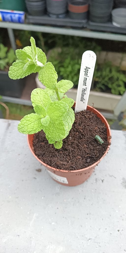 10 plants de menthe livrés à domicile (50 variétés au choix), Jardin & Terrasse, Enlèvement ou Envoi, Herbes, Été, Plante fixe