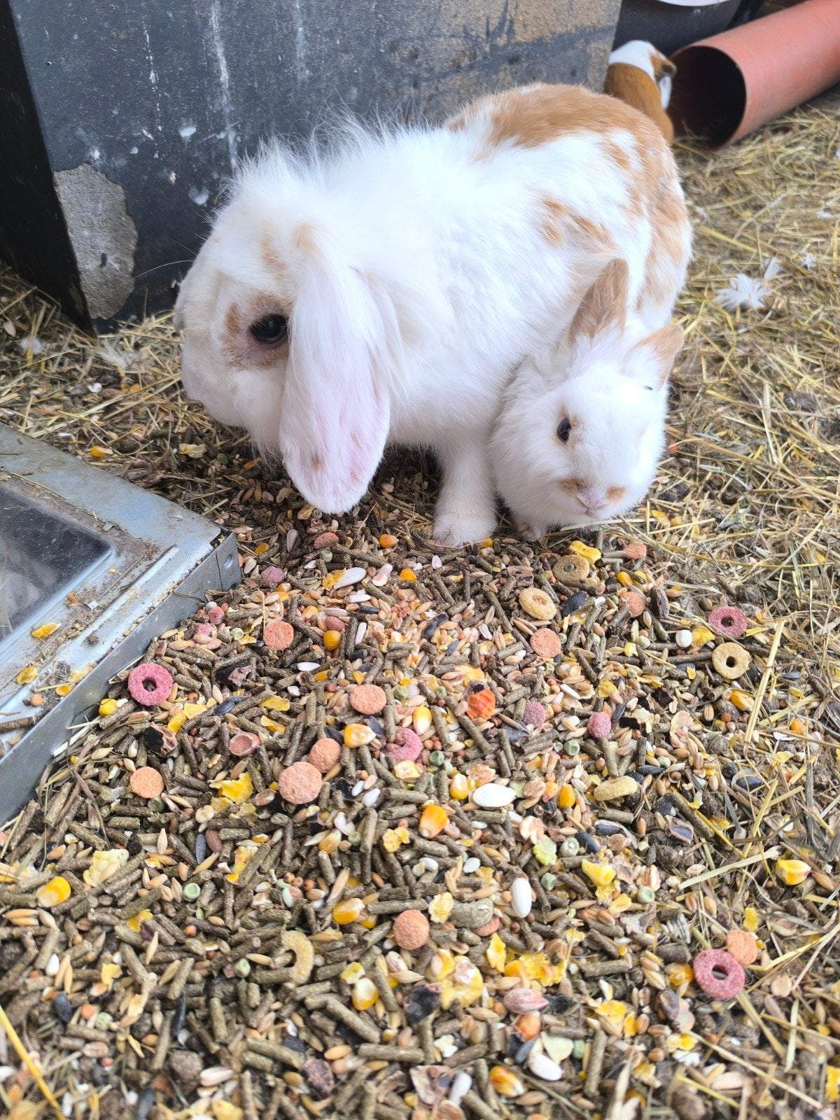 3 konijnen, Dieren en Toebehoren, Konijnen, Klein