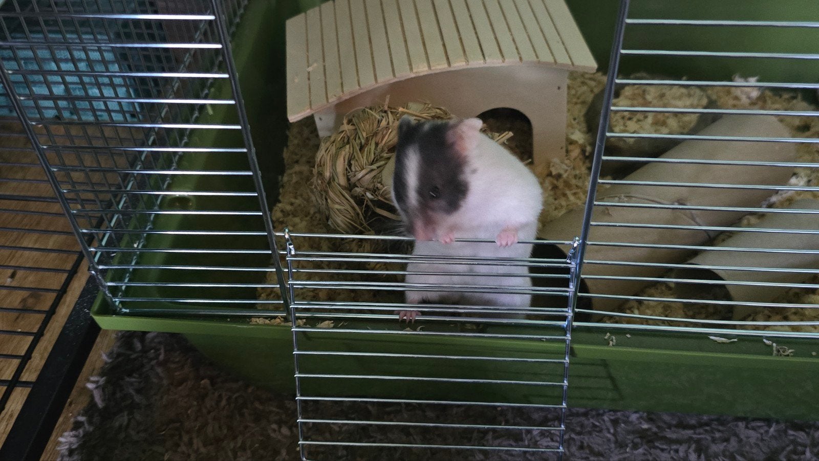 Hamster met grote kooi ter adoptie, Dieren en Toebehoren, Knaagdieren, Januari, Vrouwelijk, Hamster