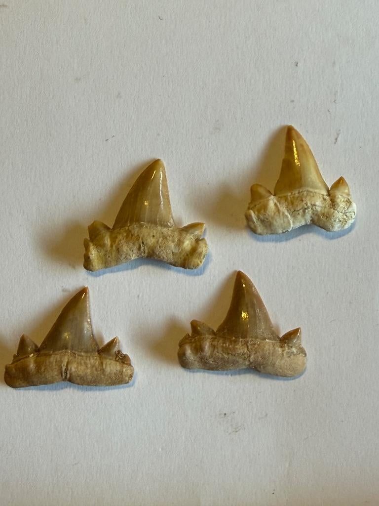 4 dents de requin fossiles - de vrais fossiles, Enlèvement ou Envoi, Fossile