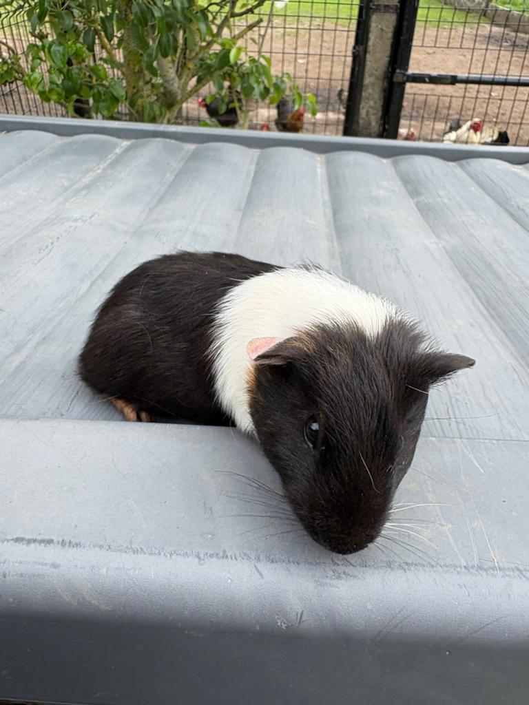 Cavia beertje, April, Mannelijk, Cavia