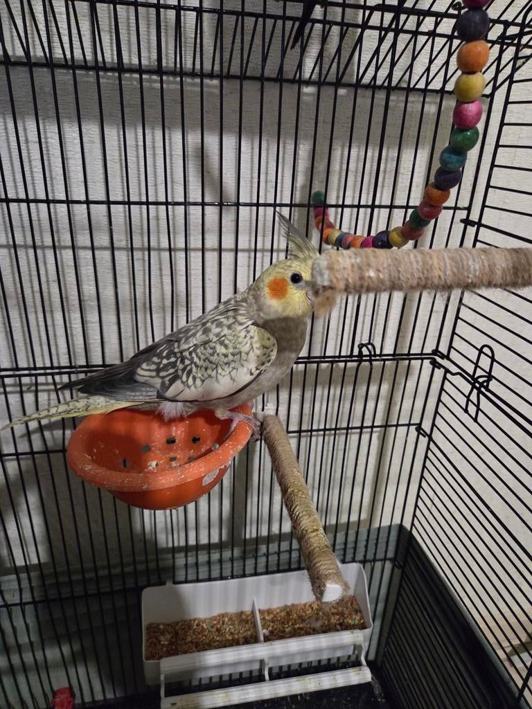 Valkparkieten met een kooi