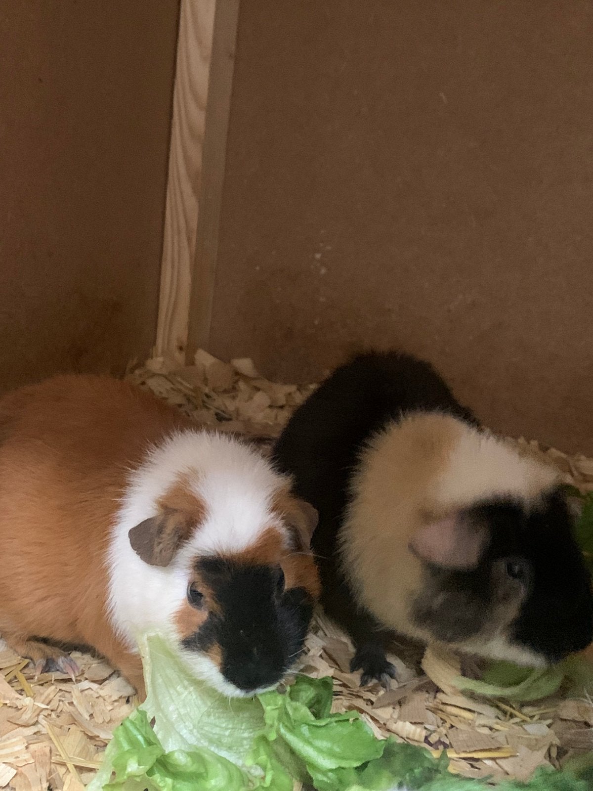 Rascavia’s zeugen en beren wegens stopzetting, Domestique, Janvier, Plusieurs animaux, Cobaye