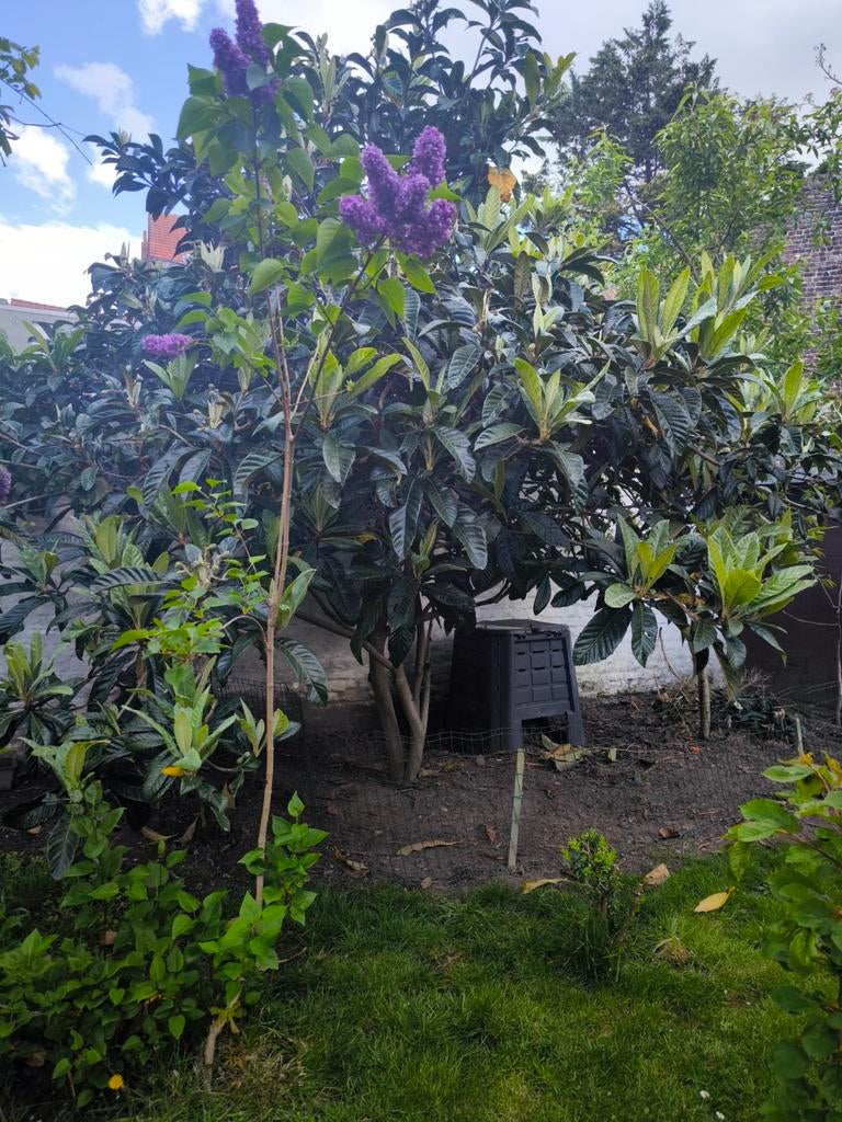 Lilas mauve, Jardin & Terrasse