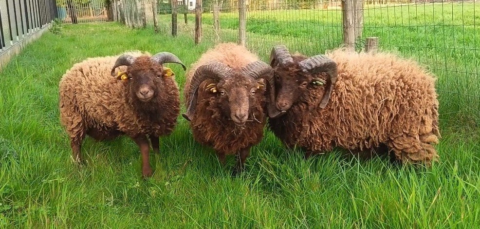 Bruine ouessan ram, Animaux & Accessoires, Moutons, Chèvres & Cochons