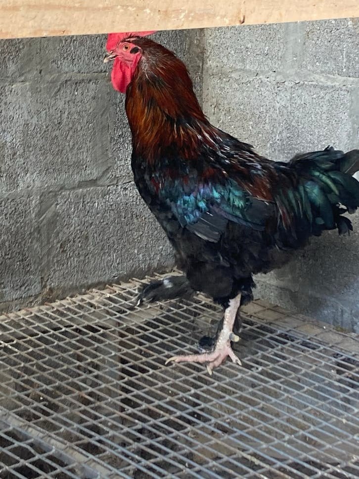 Marans haan, Dieren en Toebehoren