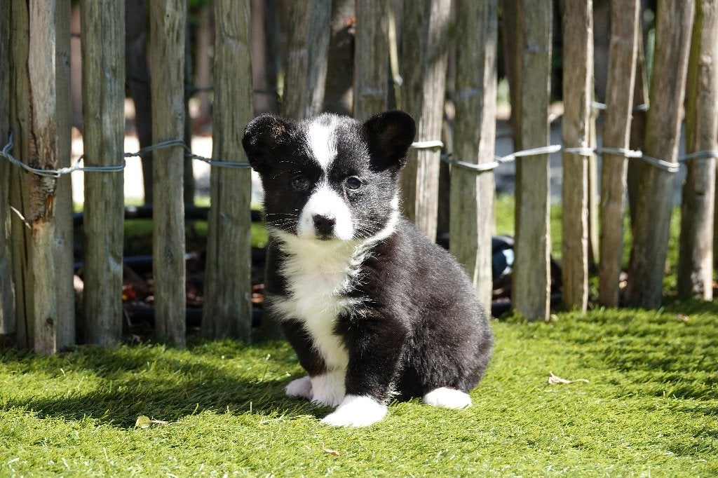 Magnifiques chiot Welsh Corgi Cardigan, avec pedigree, Belgique, Un chien, Hépatite contagieuse (maladie de Rubarth), Chienne
