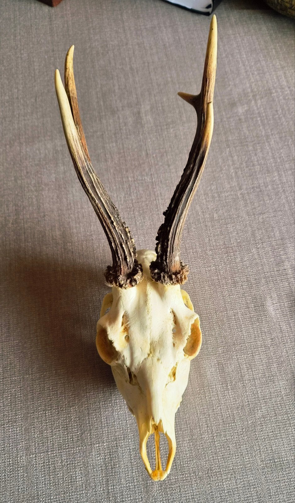 Hert, Collections, Enlèvement, Comme neuf, Cerf, Crâne