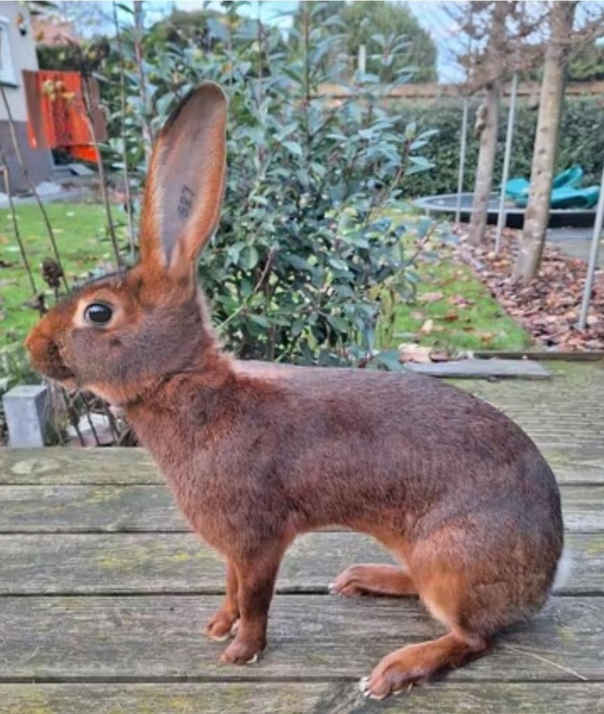 Belgische haas, Dieren en Toebehoren