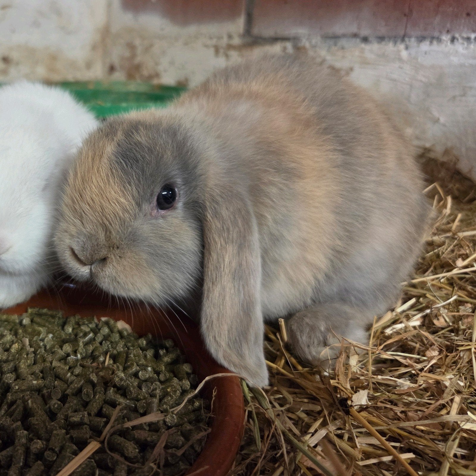 Nederlandse hangoordwerg voedster, Animaux & Accessoires, Lapins