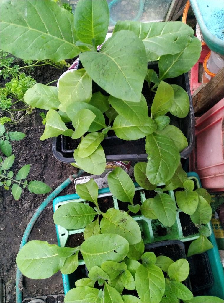 TABAKSPLANTEN tegen blad en bloedluis  , ook witte vlieg, Tuin en Terras, Planten | Tuinplanten, Ophalen