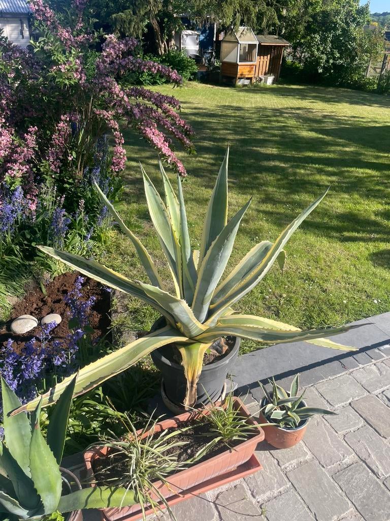Verschillende cactussen/ aloe vera’s te koop, Ophalen