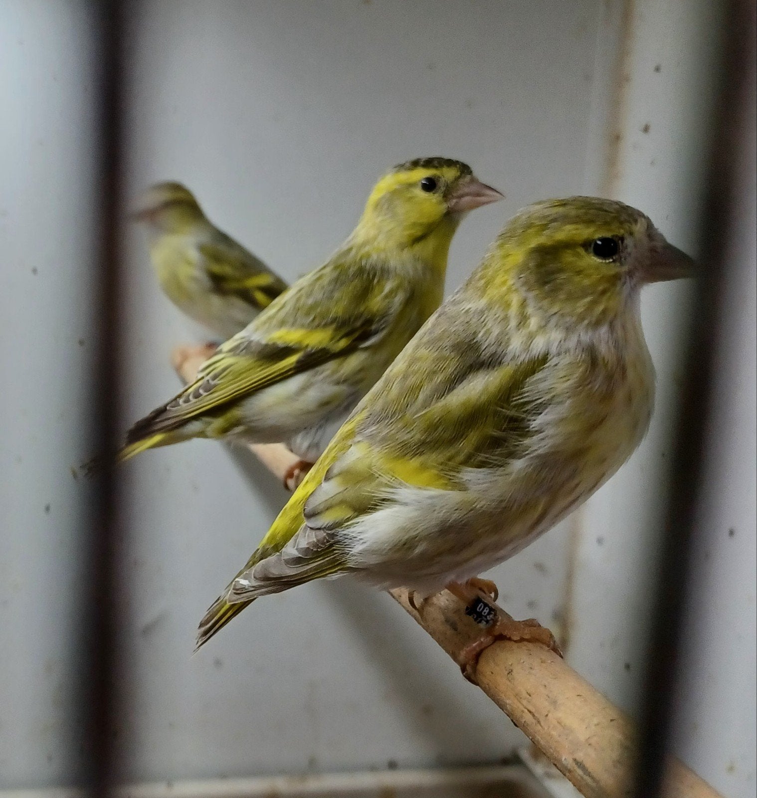 sijsjes, Dieren en Toebehoren