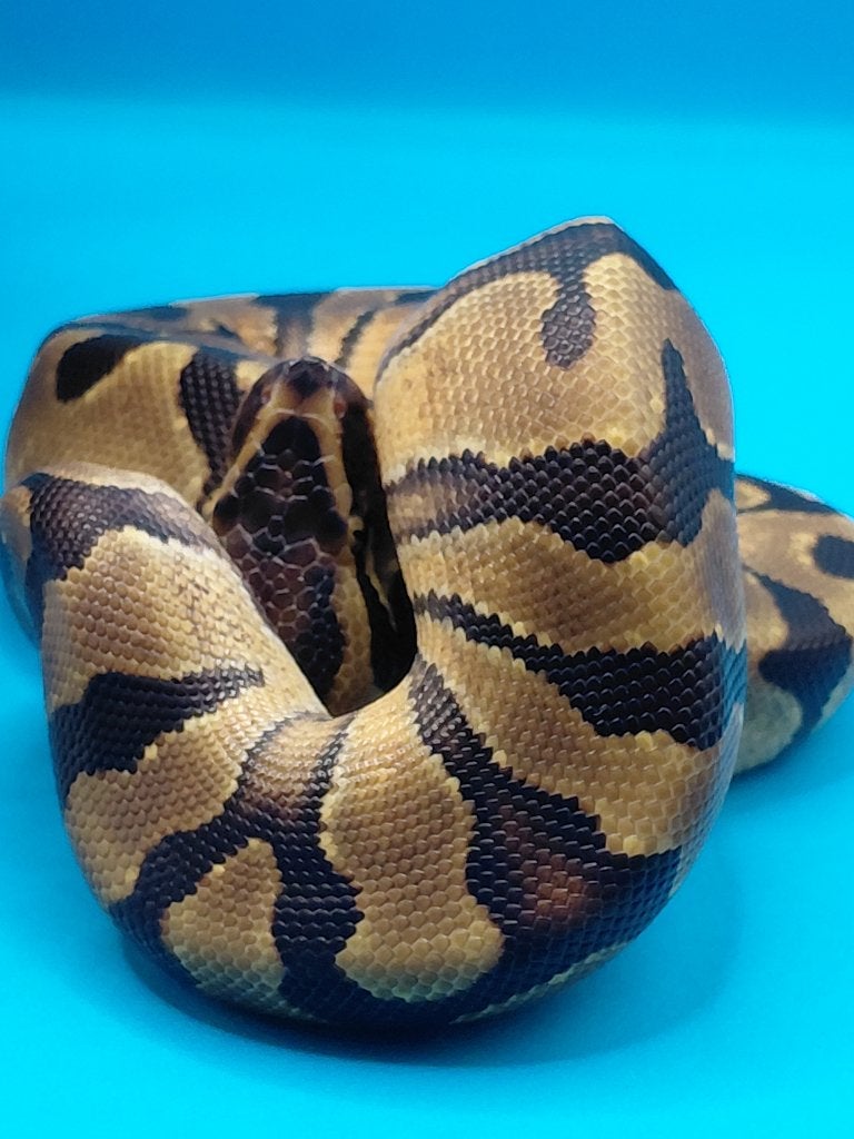 enchi yellowbelly het pied / desert ghost Ball Python photo 2