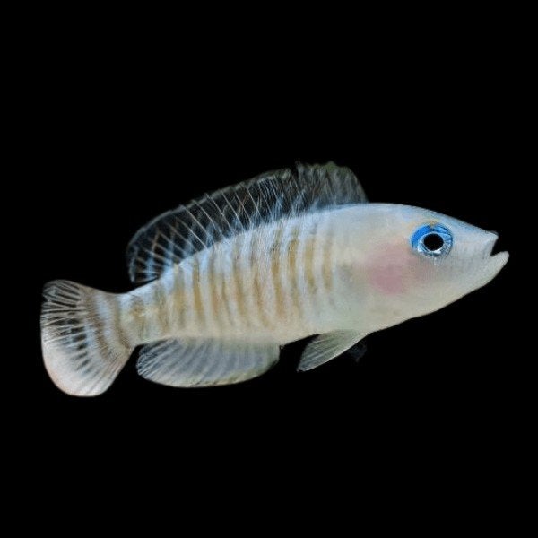 tanganyika cichlide, de kleinste, Dieren en Toebehoren, Vis, Zoetwatervis, Schoolvis