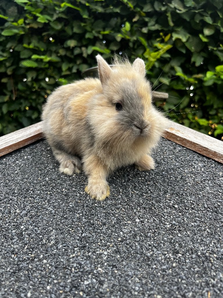 Konijntjes, Dieren en Toebehoren, Konijnen, Klein, Mannelijk, 0 tot 2 jaar