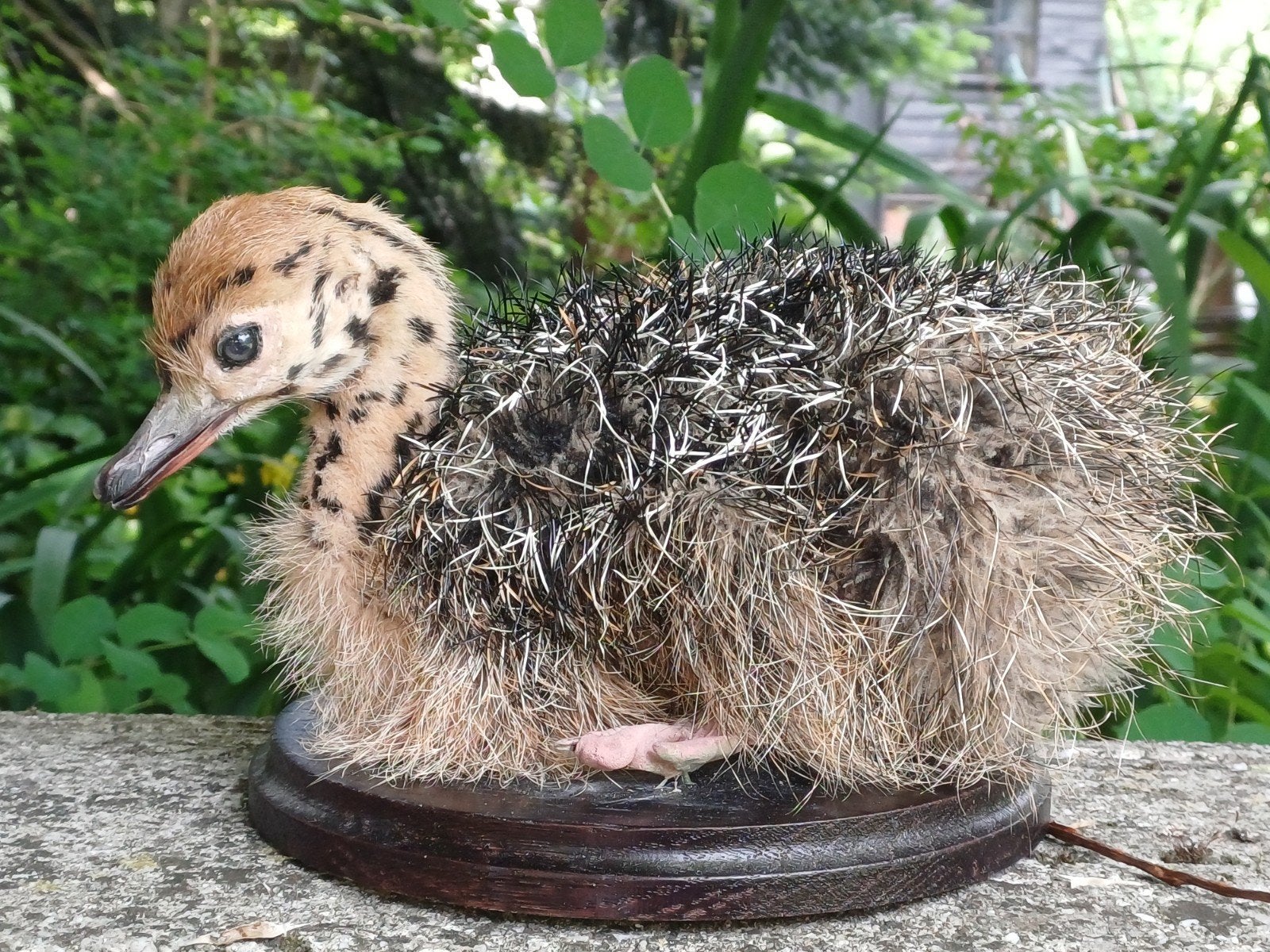 Taxidermie : poussin d'autruche sur support en bois, Collections, Enlèvement ou Envoi, Utilisé, Oiseaux, Animal empaillé