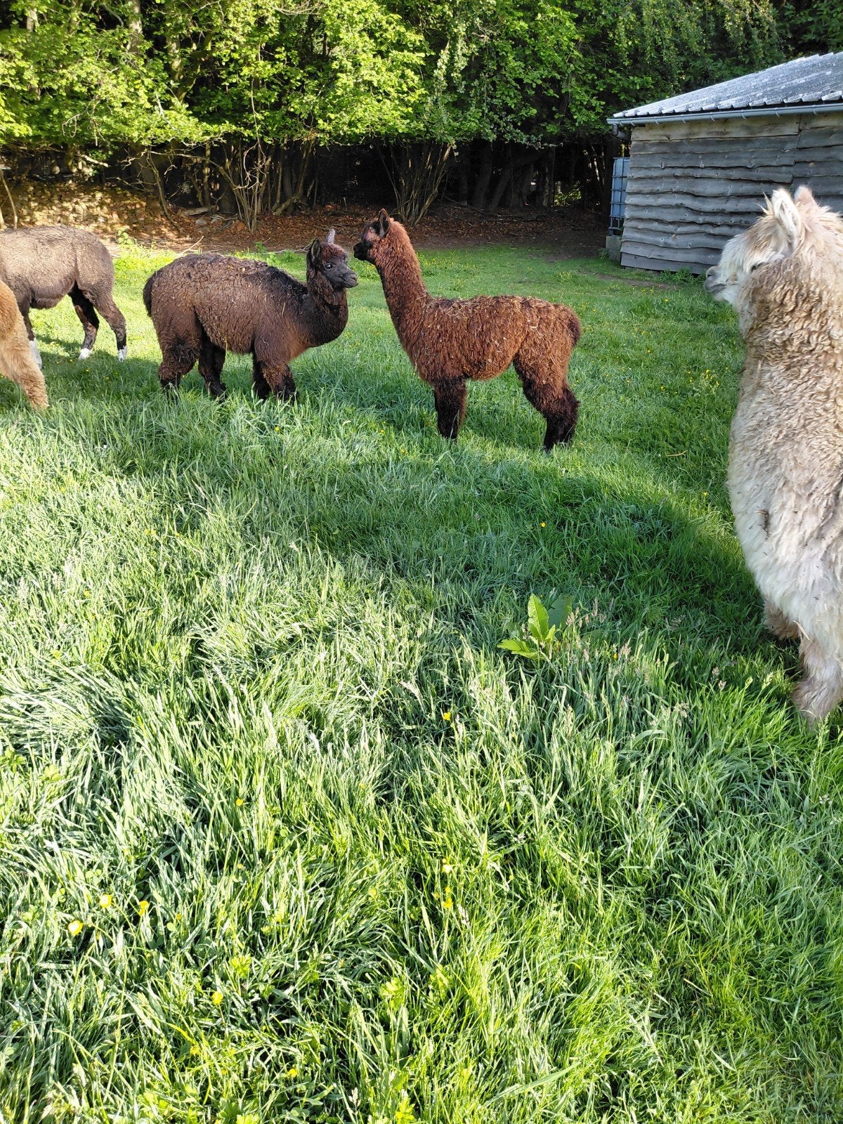 Prachtig alpaca merrie veulen, Dieren en Toebehoren