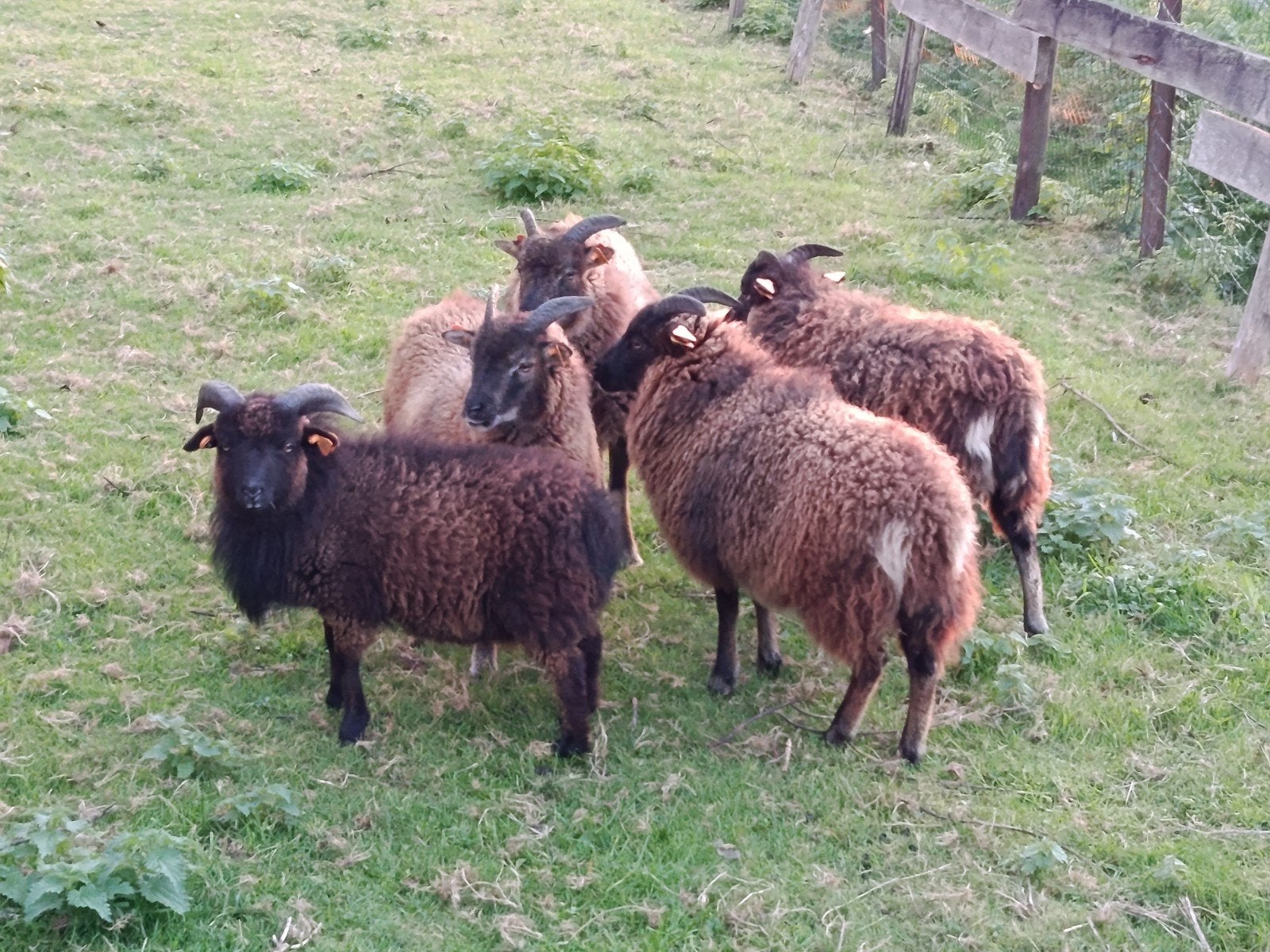 dwergschaapjes soay