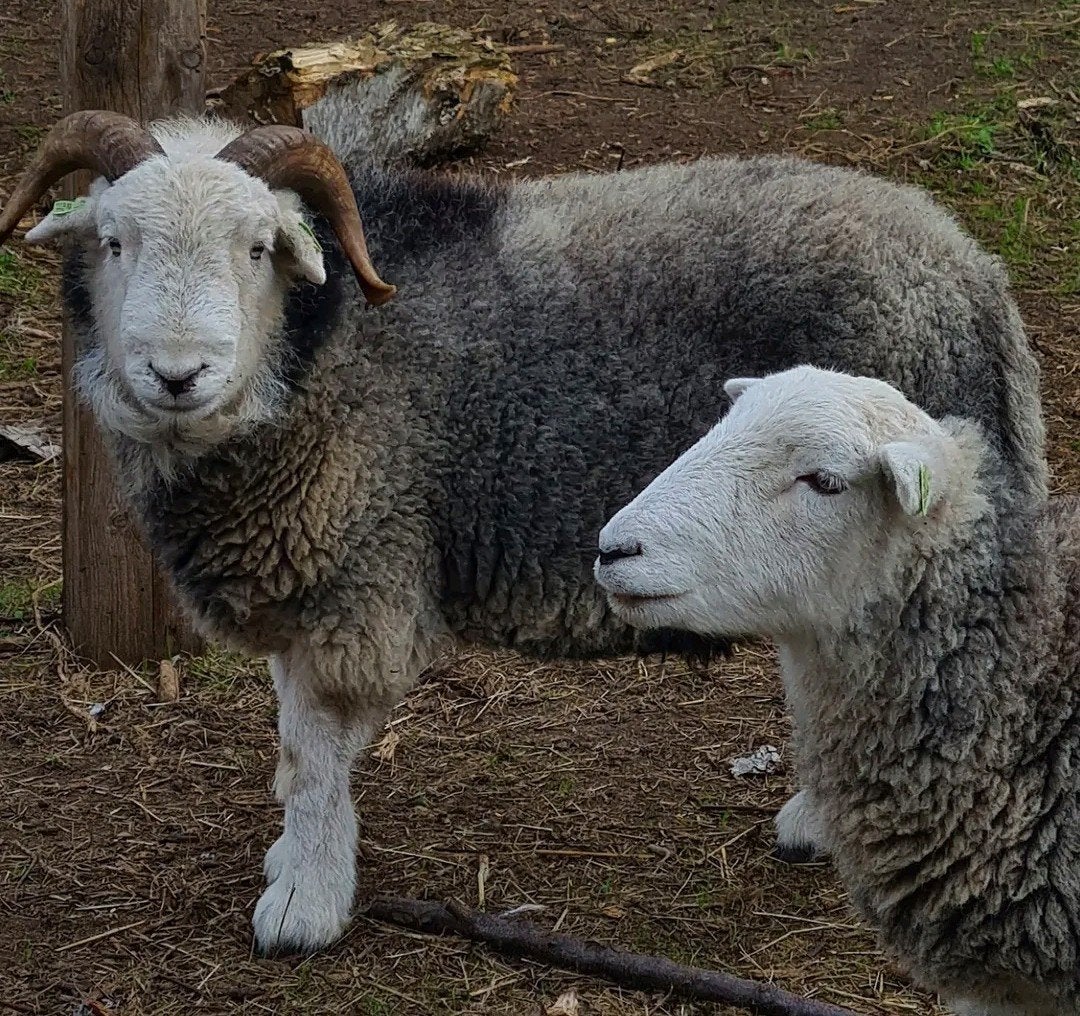 Herdwick Ram, Mâle, Mouton, 0 à 2 ans