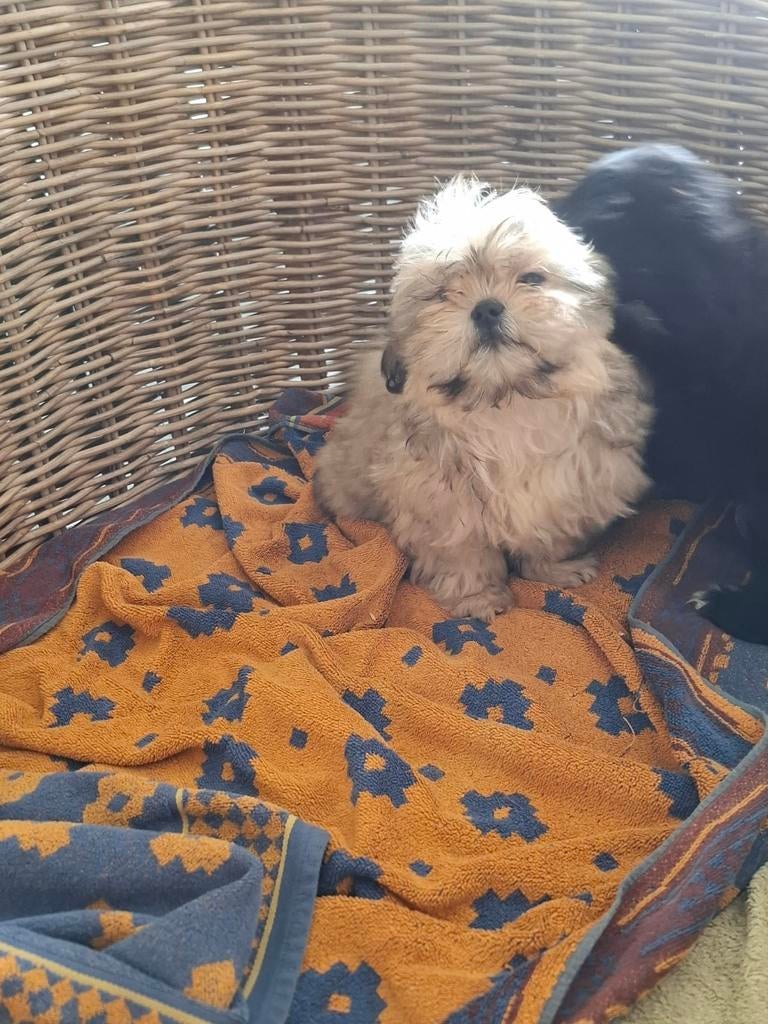 Chiots Shih Tzu, Animaux & Accessoires, Autres races, Plusieurs, Hépatite contagieuse (maladie de Rubarth), Belgique