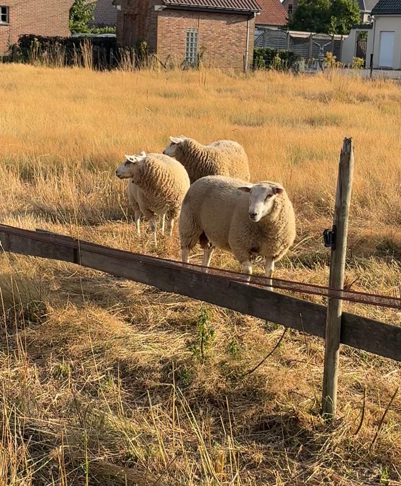 Swifter dek ram Lammers, Dieren en Toebehoren, Mannelijk, Schaap