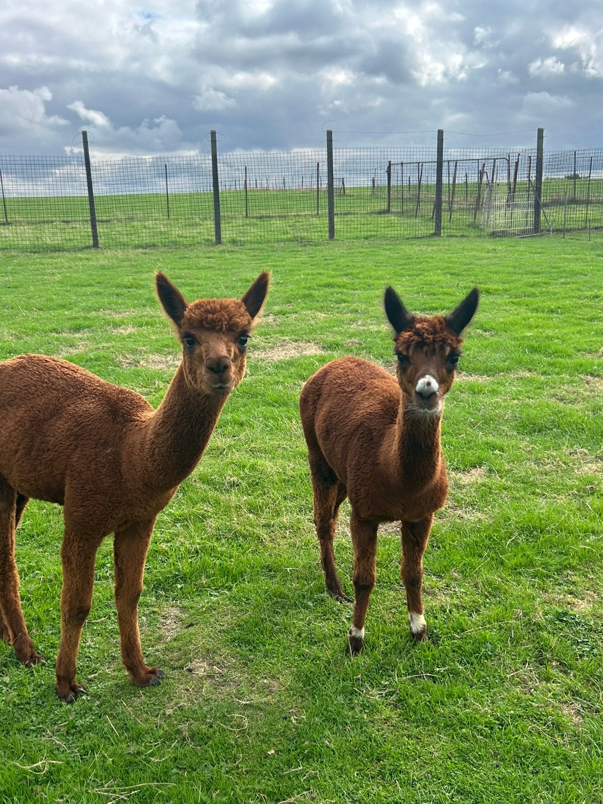 2 prachtige jonge Alpacas, Dieren en Toebehoren