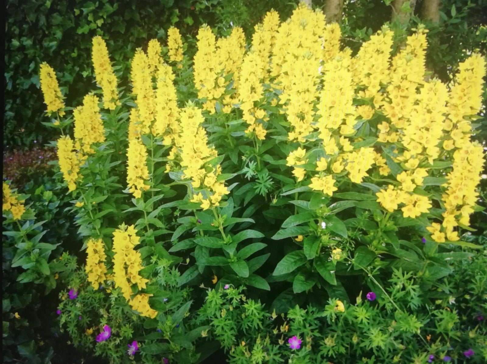 Racines nue lysimiacha punctata jaune, Jardin & Terrasse, Enlèvement ou Envoi, Été, Plante fixe, Mi-ombre