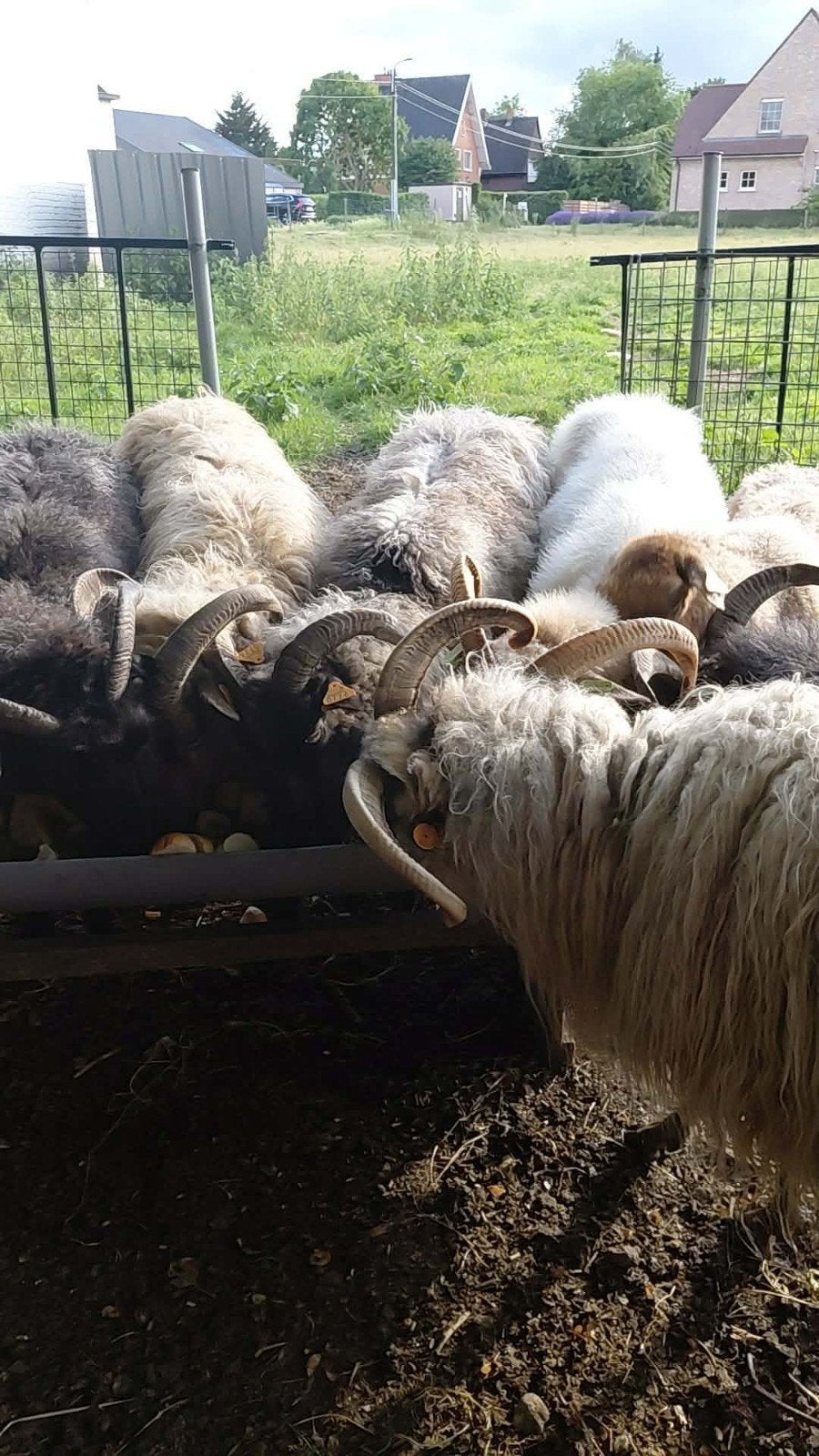 Lot schapen, Dieren en Toebehoren, Schapen, Geiten en Varkens