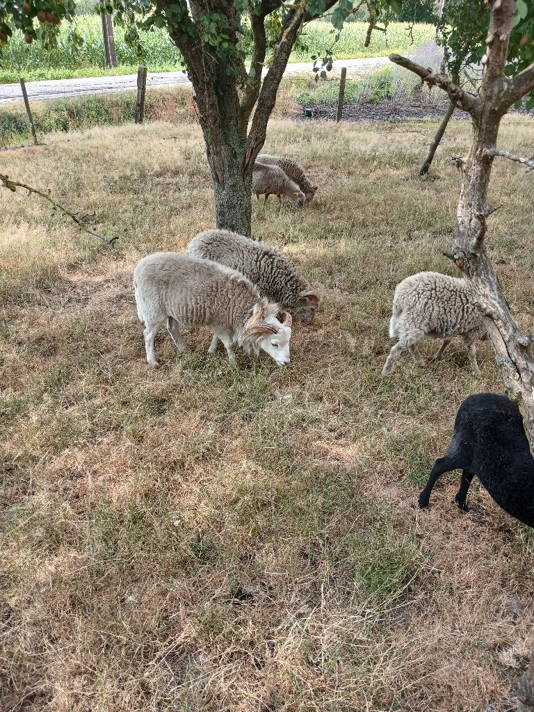2 quessant rammen, Mâle, Mouton, 0 à 2 ans