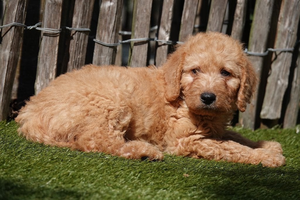 Chiots Labradoodle Medium (abricot et abricot/rouge), Maladie de Carré (chiens), Autres races, Plusieurs, Belgique