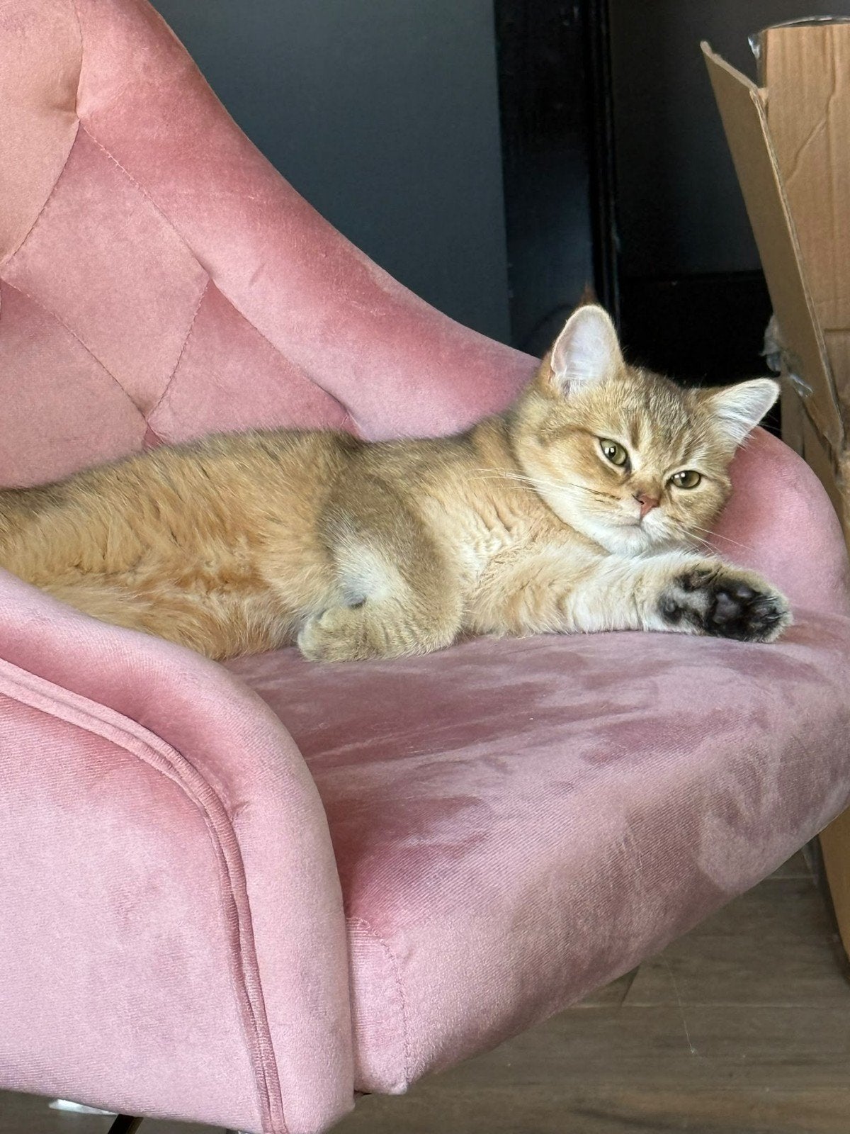 British korthaar goude chinchilla  meisje, Poes, Gechipt, 0 tot 2 jaar