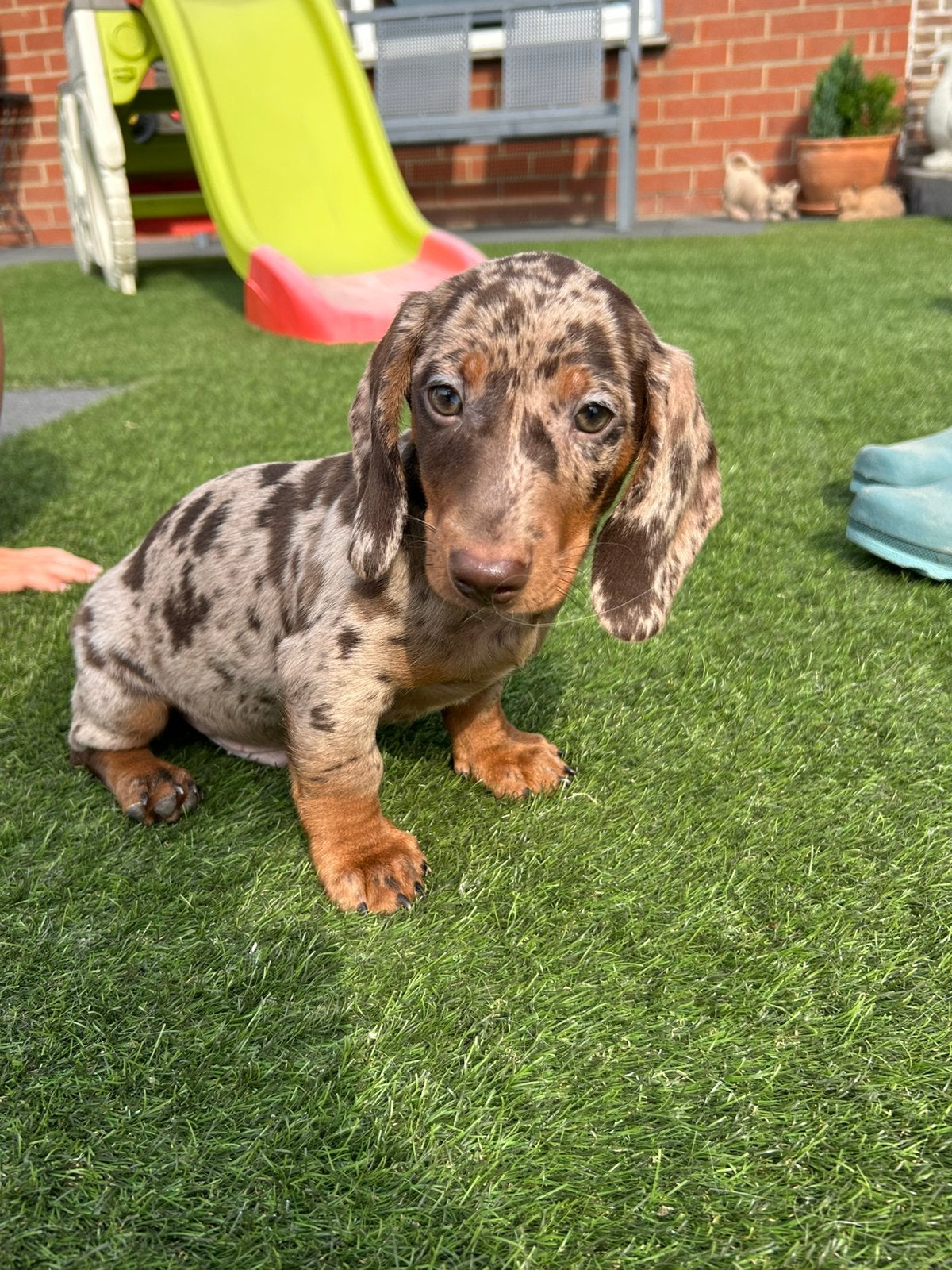 Kortharige choco merle teckel pups, Dieren en Toebehoren, Honden | Teckels en Dashonden, België, 8 tot 15 weken, Meerdere, Fokker | Professioneel