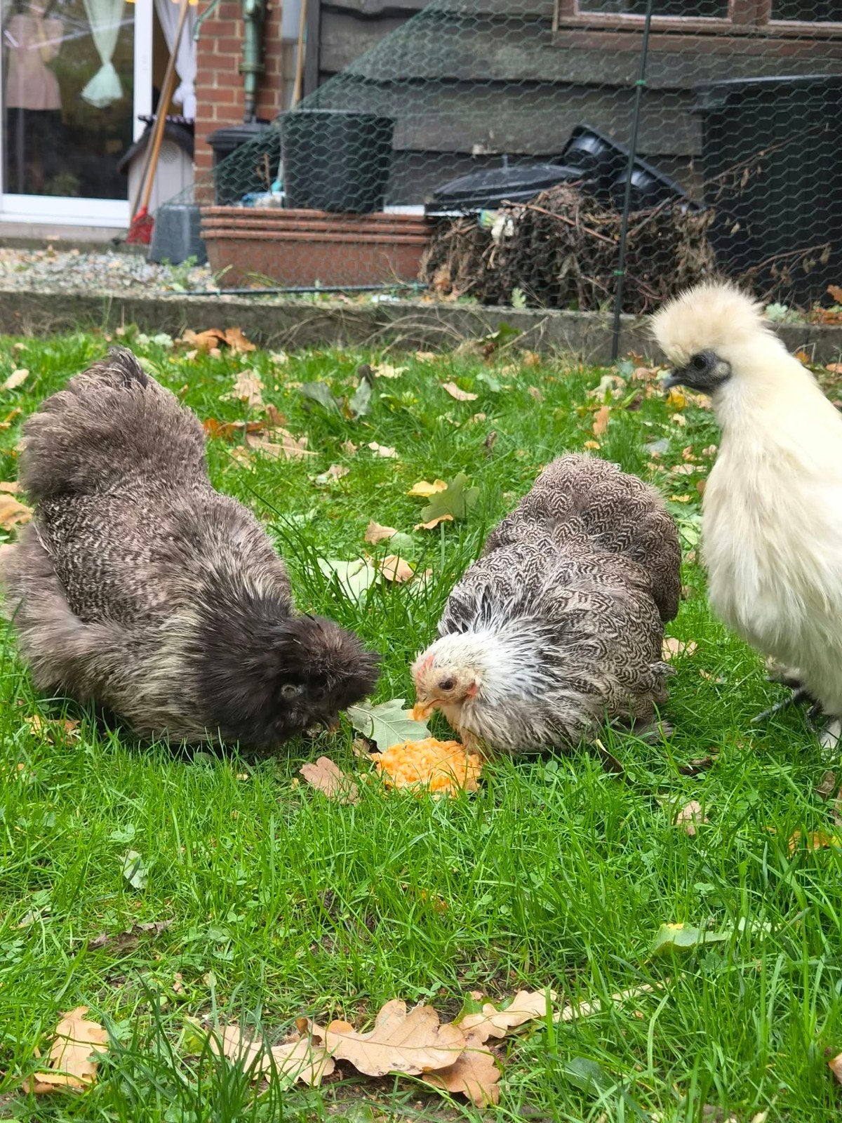 poule