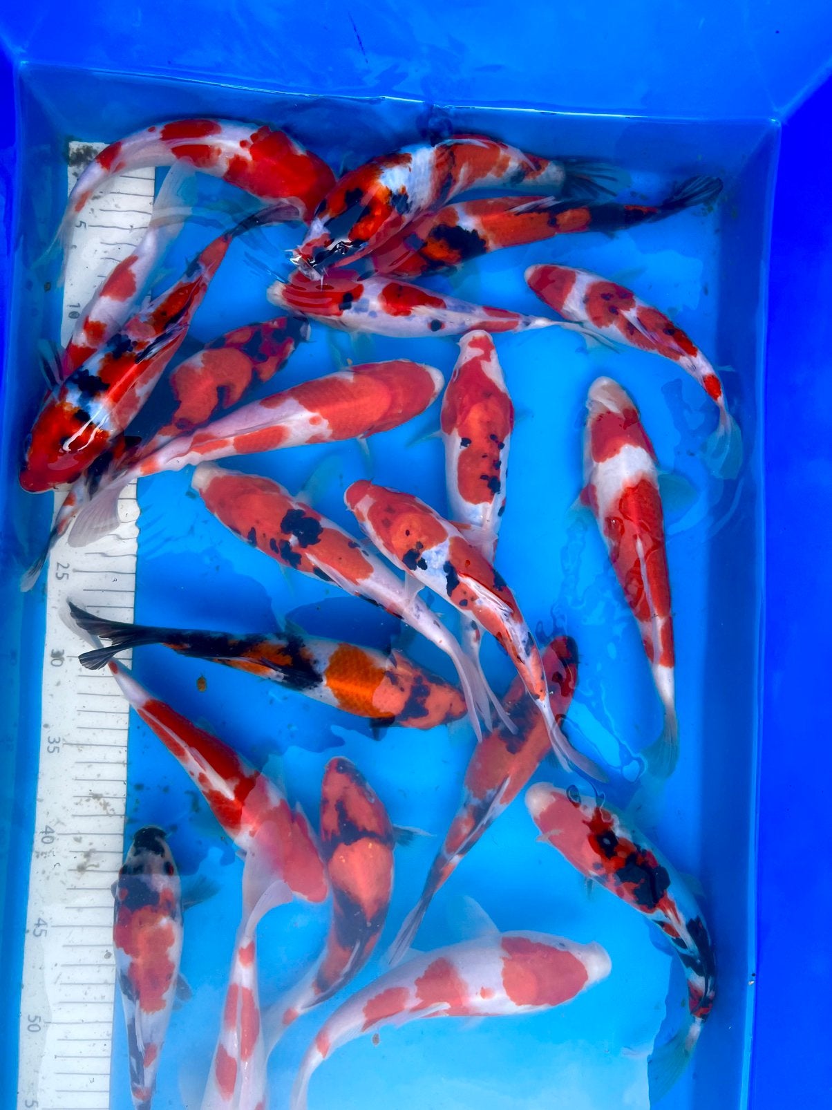 Showa, Sanke, Kohaku en meer zeer scherp geprijsd!, Animaux & Accessoires, Poissons | Poissons d'étang, Carpe ou Koï