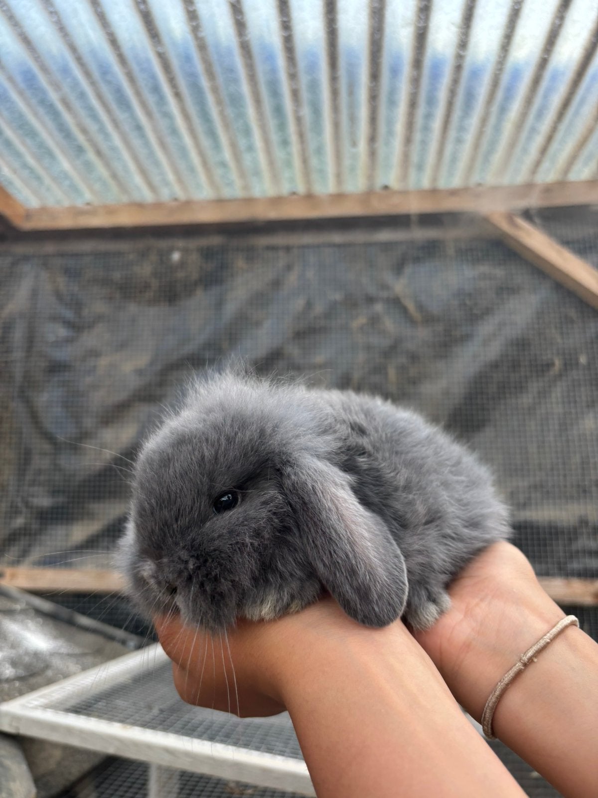 baby hangoor konijntjes zoeken een huisje, Meerdere dieren, Middelgroot, Hangoor, 0 tot 2 jaar