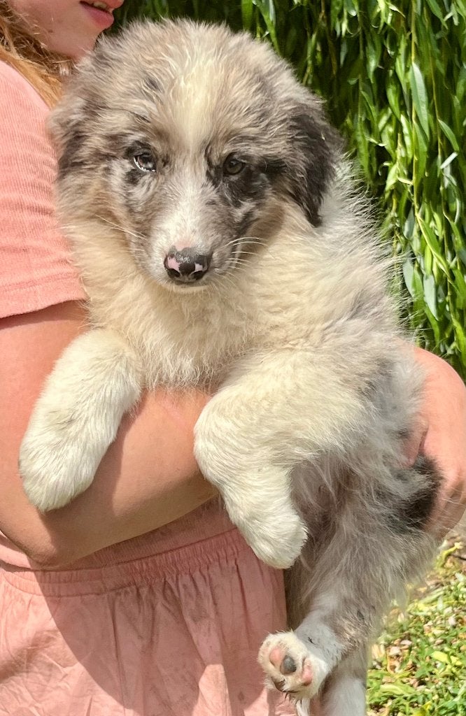 Chiots border collie, Maladie de Carré (chiens), 8 à 15 semaines, Colley, Plusieurs