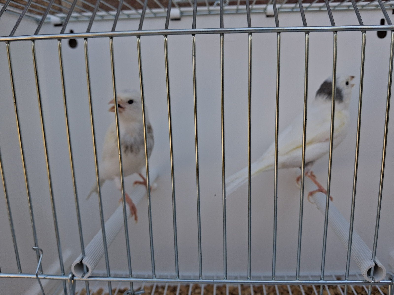 jonge kanaries, Dieren en Toebehoren, Vogels | Overige Vogels, Mannelijk
