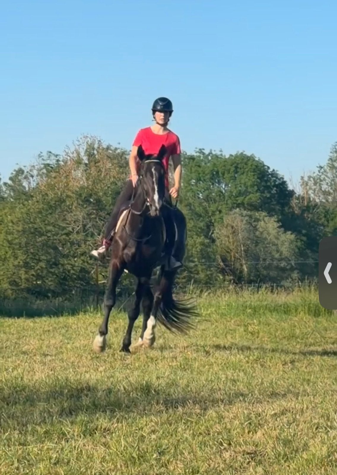 Mister hongre de 4ans, Animaux & Accessoires, Chevaux & Poneys | Produits de soin, Comme neuf, Enlèvement
