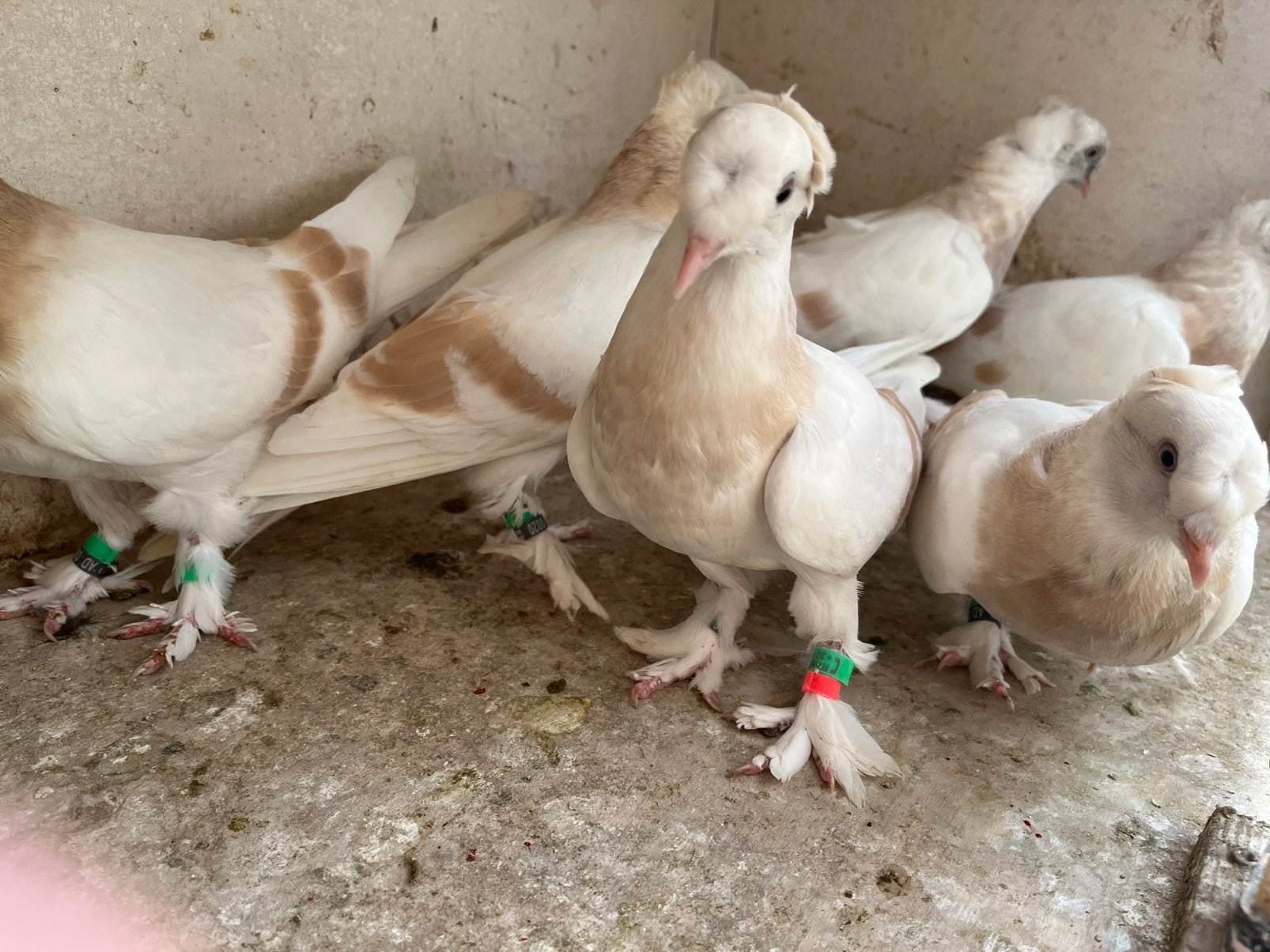 Takla limon kostum, Dieren en Toebehoren, Meerdere dieren, Tuimelaar of Roller