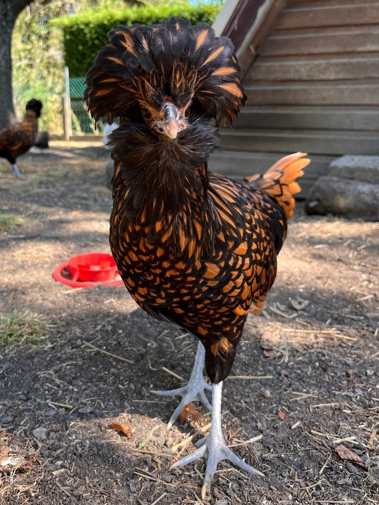 Padua trio, Dieren en Toebehoren, Overige Dieren, April, Meerdere dieren