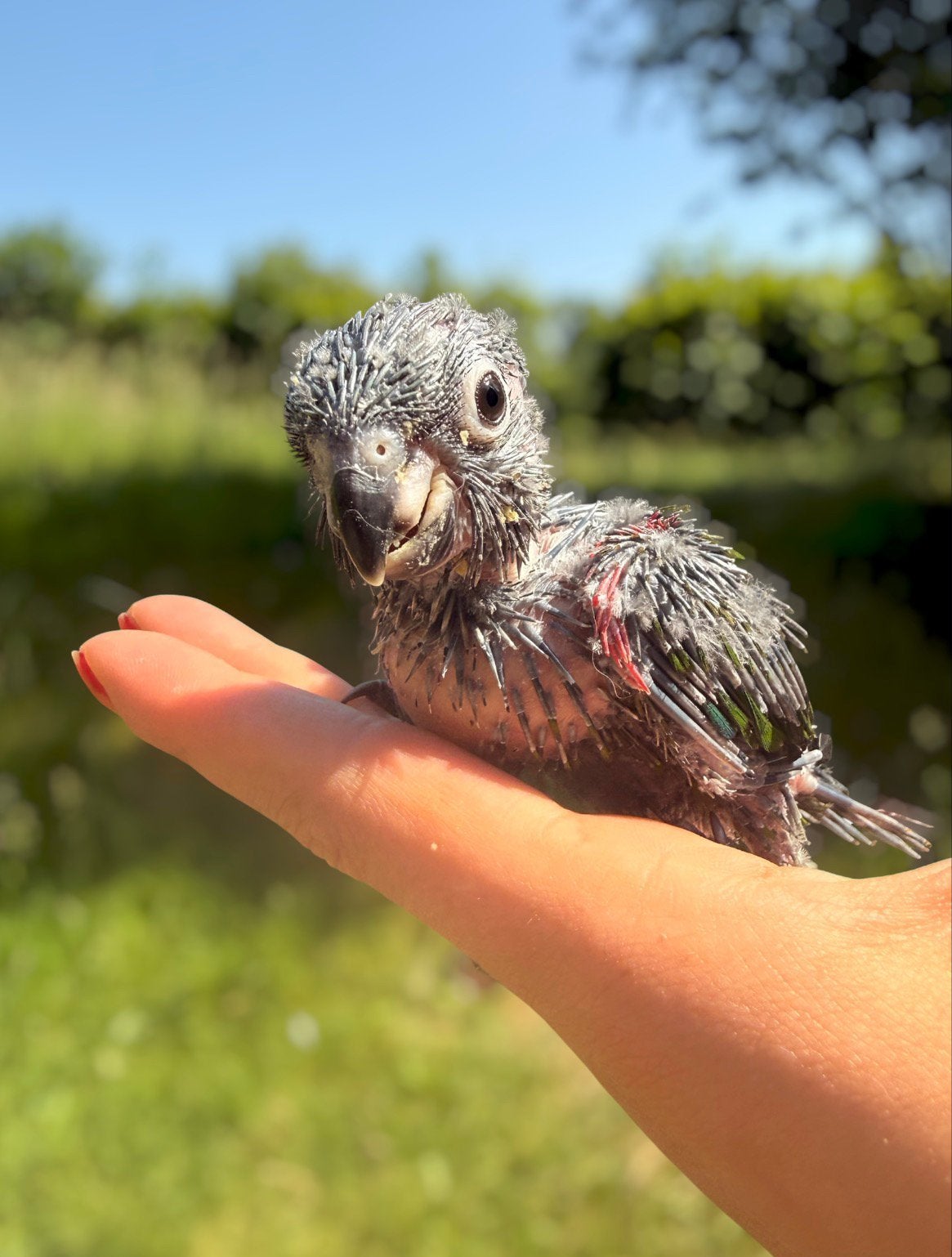 Conure emma, Animaux & Accessoires, Oiseaux | Accessoires, Enlèvement