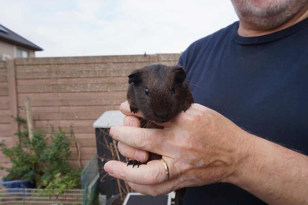 Cavia beertje, Dieren en Toebehoren, Cavia, April, Mannelijk, Tam