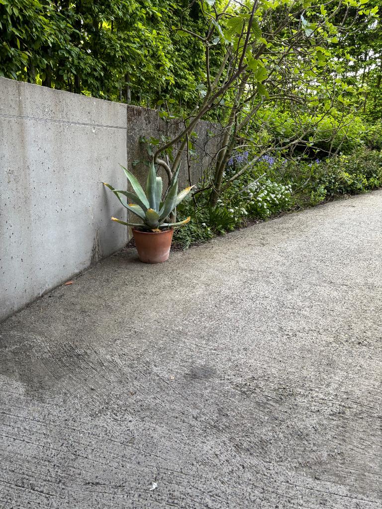 Agave, Ophalen, Vaste plant, Overige soorten
