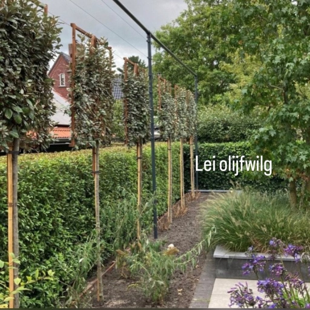 leibomen, In pot, Leiboom, Ophalen of Verzenden, Lente